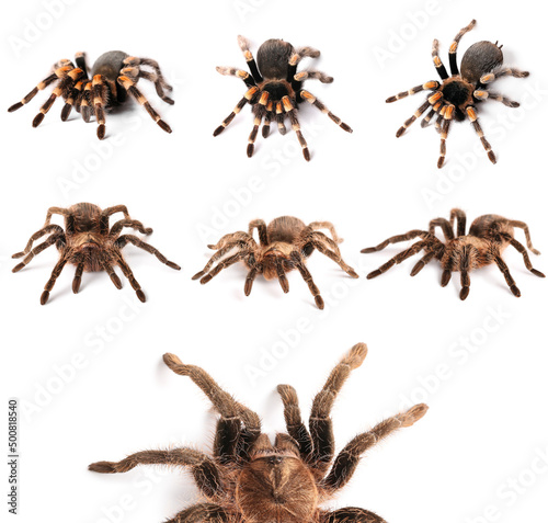 Set of tarantula spiders isolated on white