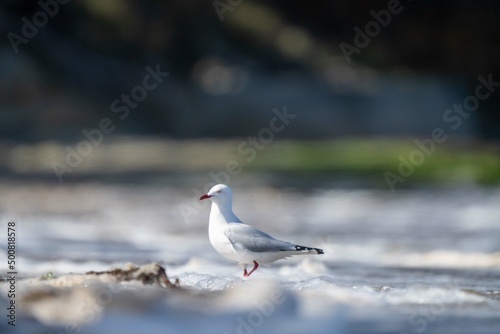 sea gull on a beach in hobart, tasmania, australia  photo