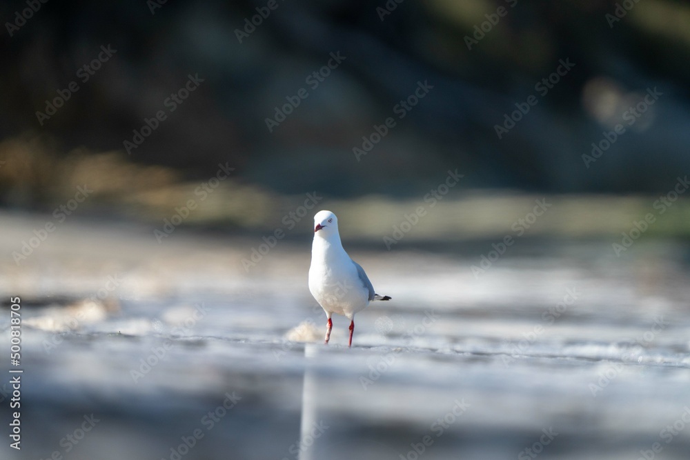 sea gull on a beach in hobart, tasmania, australia sea gull on a beach in hobart, tasmania, australia