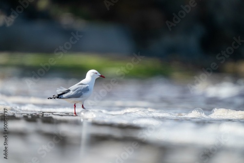 sea gull on a beach in hobart, tasmania, australia  photo