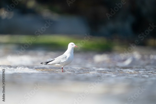 sea gull on a beach in hobart, tasmania, australia  photo