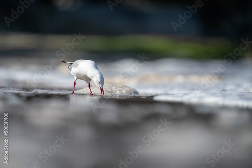 sea gull on a beach in hobart, tasmania, australia  photo