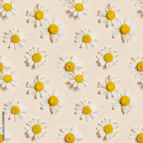 Natural summer chamomile flowers, minimal floral seamless pattern on beige background. Print with small fresh white daisy blossoms. Spring or summer nature concept, seasonal field flower