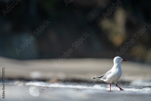 sea gull on a beach in hobart, tasmania, australia  photo