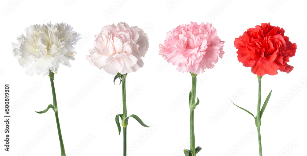 Set of beautiful carnation flowers isolated on white