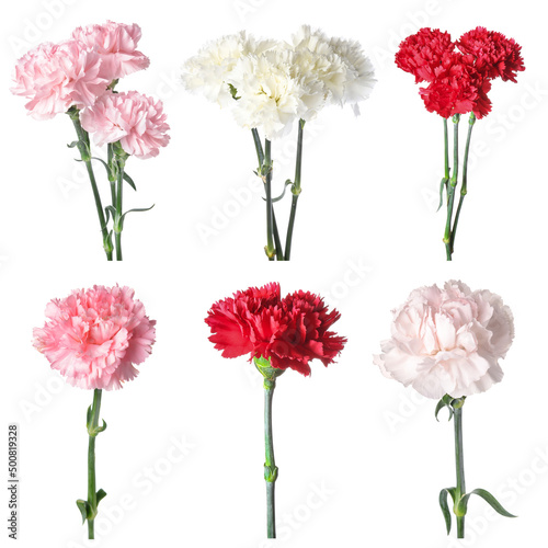 Fototapeta Naklejka Na Ścianę i Meble -  Set of beautiful carnation flowers isolated on white