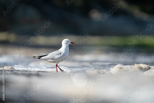 sea gull on a beach in hobart, tasmania, australia  photo