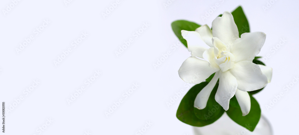 Fototapeta premium Cape jasmine or garden gardenia, gerdenia flower