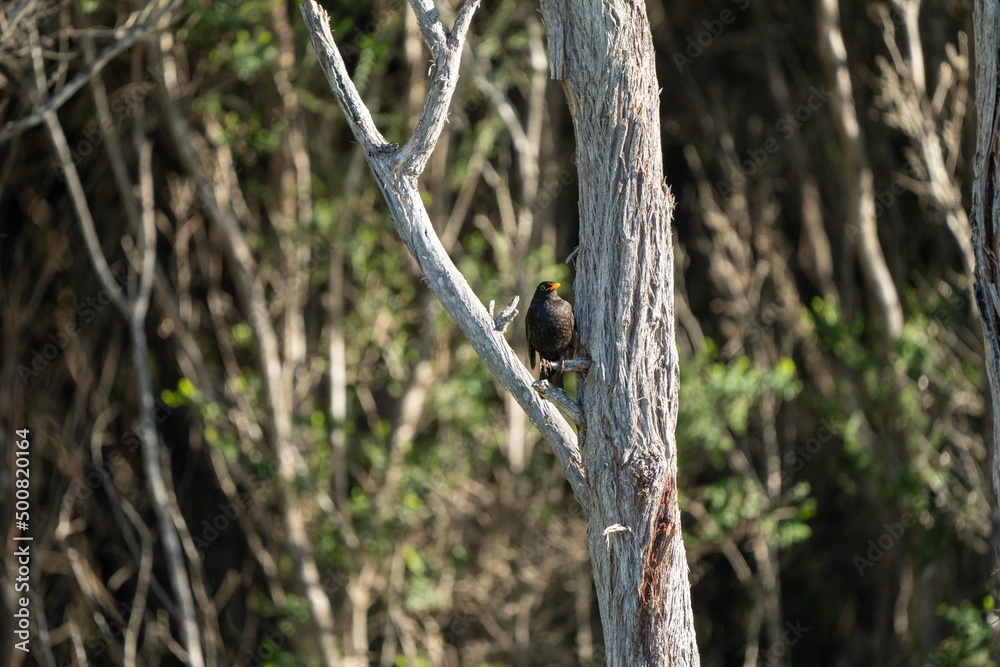 Bird in a clothe in tasmania, australia Bird in a clothe in tasmania, australia