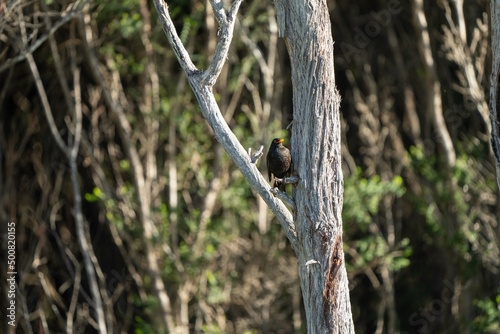 Bird in a clothe in tasmania, australia