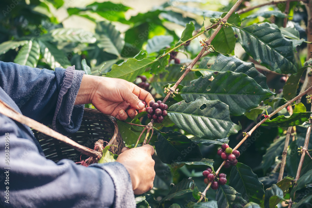 Man Hands harvest coffee bean ripe Red berries plant fresh seed coffee tree growth in green eco organic farm. Close up hands harvest red ripe coffee seed robusta arabica berry harvesting coffee farm Man Hands harvest coffee bean ripe Red berries plant fresh seed coffee tree growth in green eco organic farm. Close up hands harvest red ripe coffee seed robusta arabica berry harvesting coffee farm