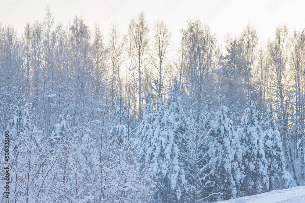 Winter nature, trees in the forest are covered with white aerial snow in winter frosty time Winter nature, trees in the forest are covered with white aerial snow in winter frosty time