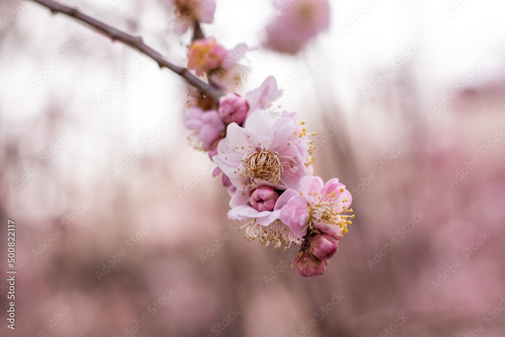 Pink plum blossoms in full bloom are shining brilliantly in the sunlight through the trees at Osaka pref. Pink plum blossoms in full bloom are shining brilliantly in the sunlight through the trees at Osaka pref.