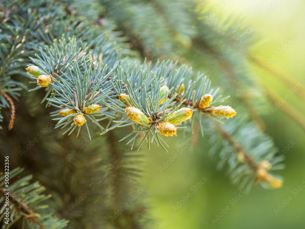 Fir branches with fresh shoots in spring. Fir branches with fresh shoots in spring.