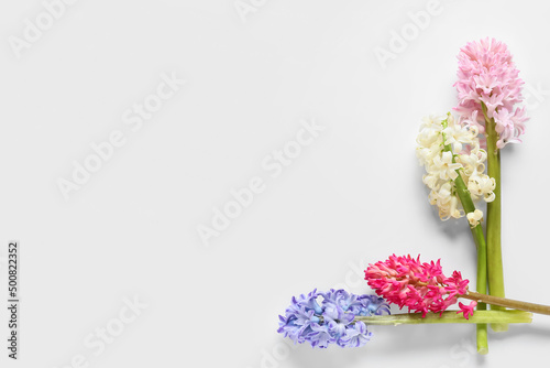 Beautiful hyacinth flowers isolated on white background