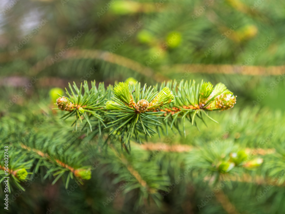 Fir branches with fresh shoots in spring.