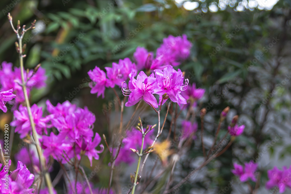Rhododendron flower blooming in the garden. It is also called true flower in korea. Rhododendron flower blooming in the garden. It is also called true flower in korea.