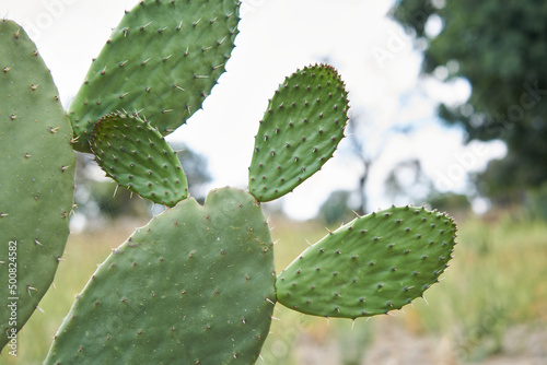 Mexican nopal plantation for production and export
