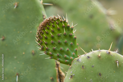Mexican nopal plantation for production and export photo