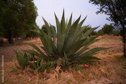 impressive Mexican maguey, plant for making pulque © Alejandro