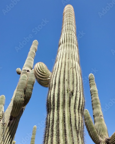 cactus in desert