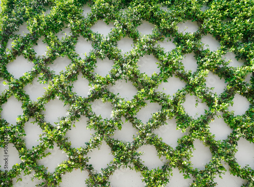 Green Ivy Leaves Growing On A Garden Wall In A Trellis Pattern