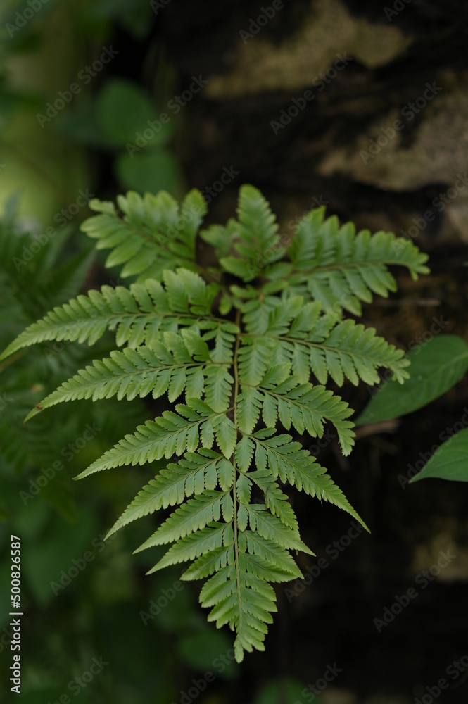 forest fern leaves forest fern leaves