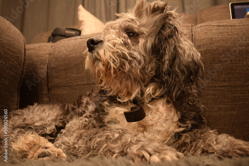 Cuadro en lienzo pet lying on the carpet in the living room of the house allowing himself to be p
