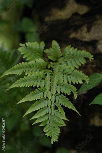 forest fern leaves