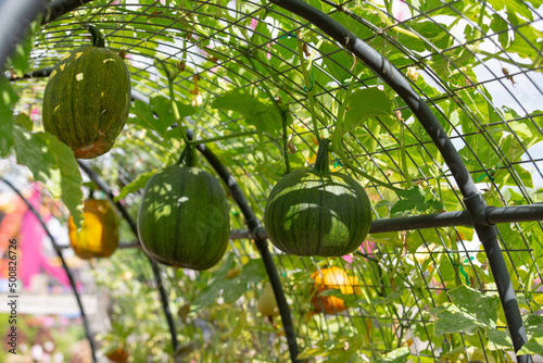 Fotografie A view of several pumpkins hanging through an arching trellis.