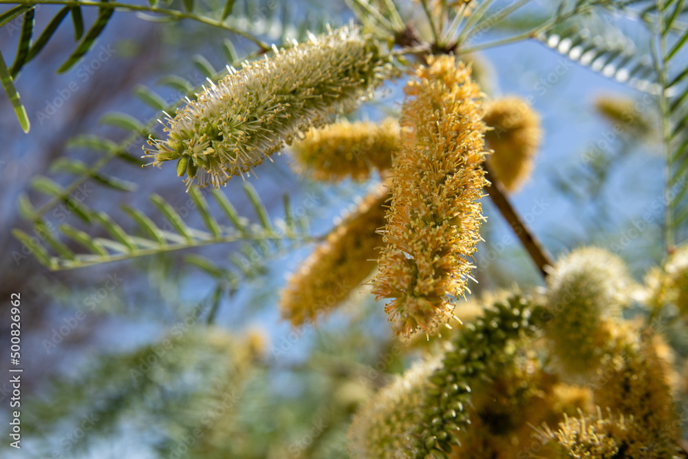 Velvet Mesquite Desert Shrub Yellow and Green in Spring Velvet Mesquite Desert Shrub Yellow and Green in Spring