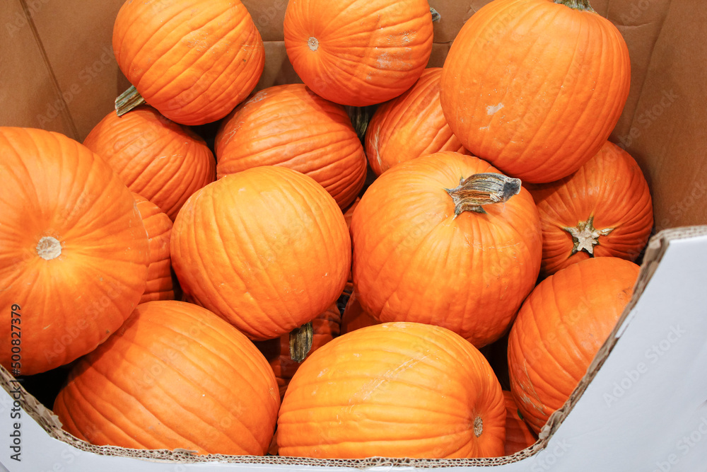 A view of several large pumpkins, on display at a local grocery store.