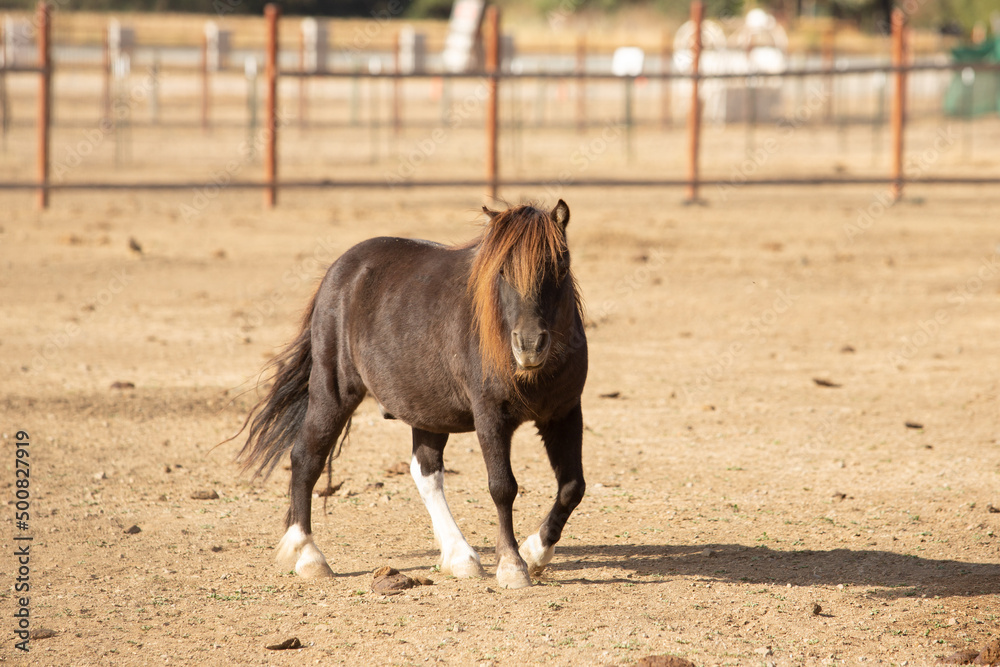 A view of a miniature horse walking around at a local farm. A view of a miniature horse walking around at a local farm.