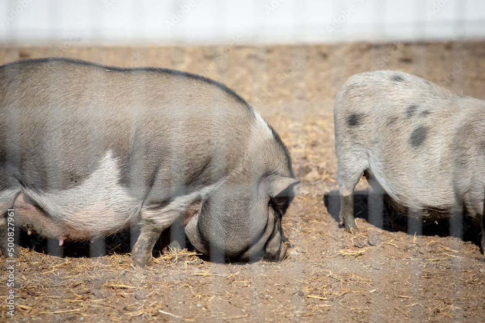 Fototapeta premium A view of some pot-bellied pigs, seen at a local farm.