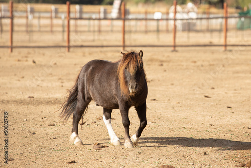 A view of a miniature horse walking around at a local farm.