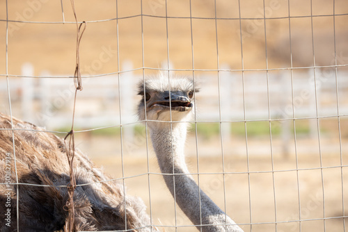 A view of a female ostrich inside a fence, seen at a local zoo. photo