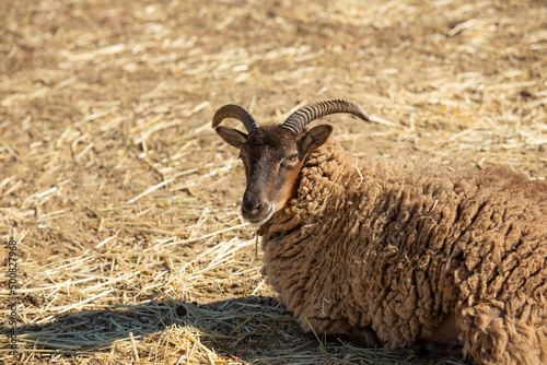 A view of a male soay sheep relaxing on the ground, seen at a local farm.