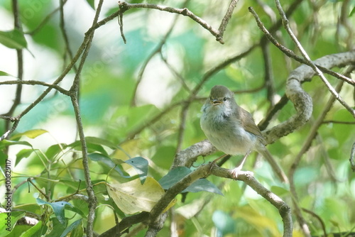 japanese bush warbler on a branch