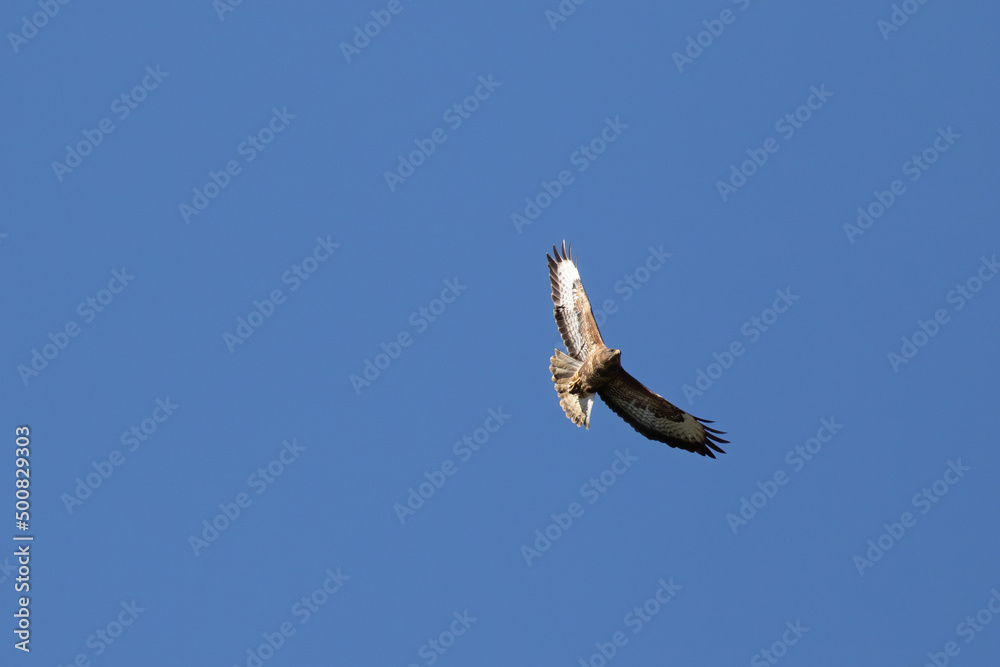 brown buzzard in the blue sky