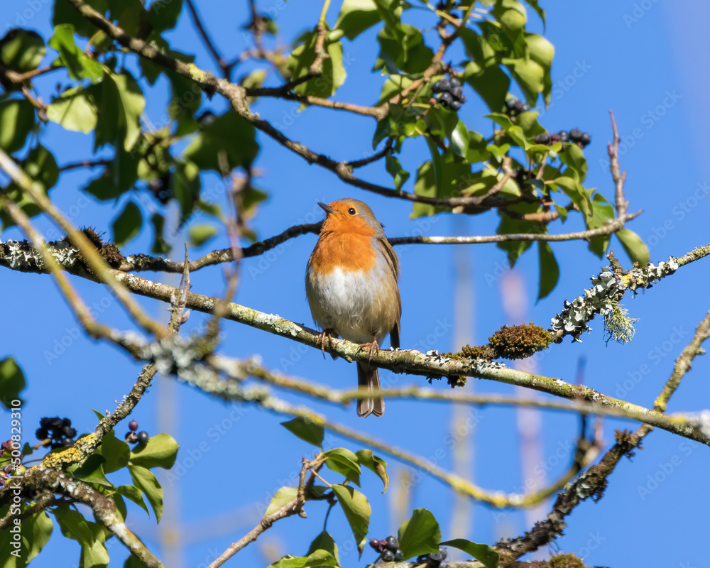 robin on a branch robin on a branch