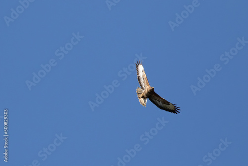 brown buzzard in the blue sky