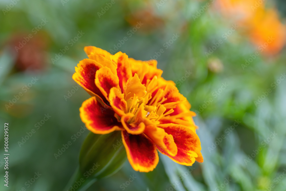 Red-yellow flower on a background of a green leaf Red-yellow flower on a background of a green leaf