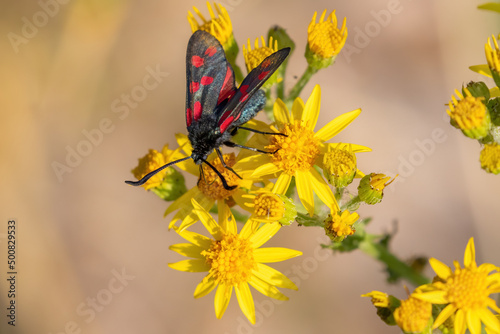 A dark gray insect with red dots perched on a yellow flower