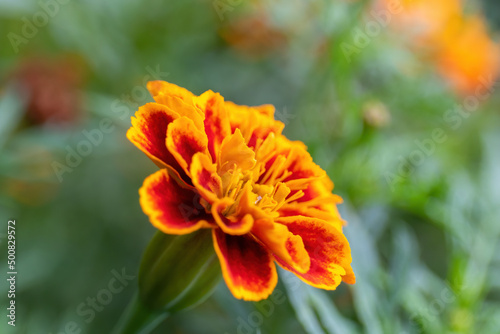 Red-yellow flower on a background of a green leaf