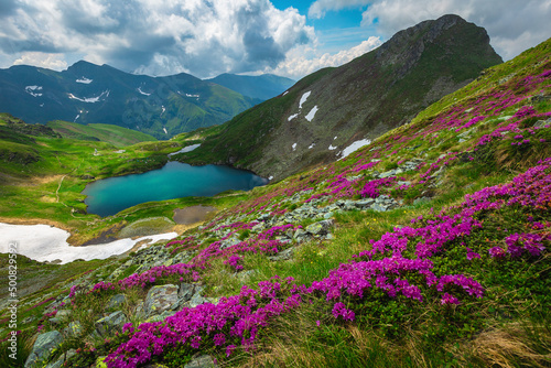 Lake and rhododendron flowers on the mountain slopes, Carpathians, Romania photo