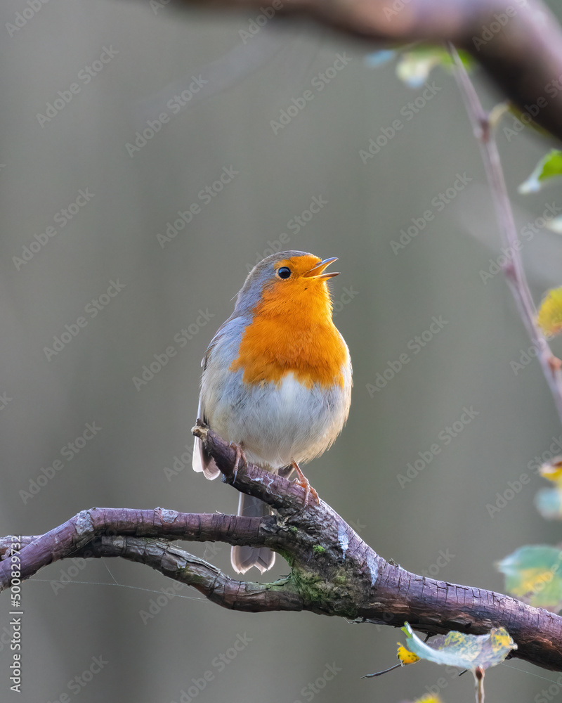 robin on a branch