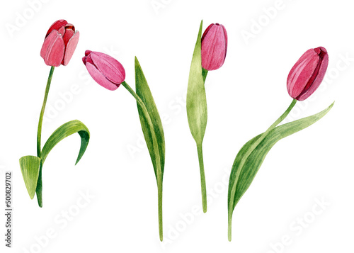 A set of tulip flowers in various angles. Botanical watercolor illustration. Flowers isolated on a white background.