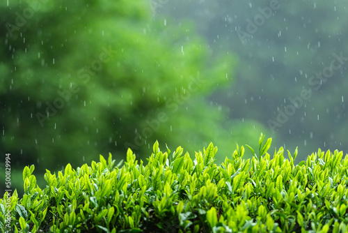 一番茶・摘み取り前の茶畑 photo
