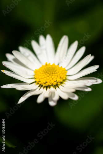 Pâquerette macro, fleur fond d'écran, papier peint. Studio 