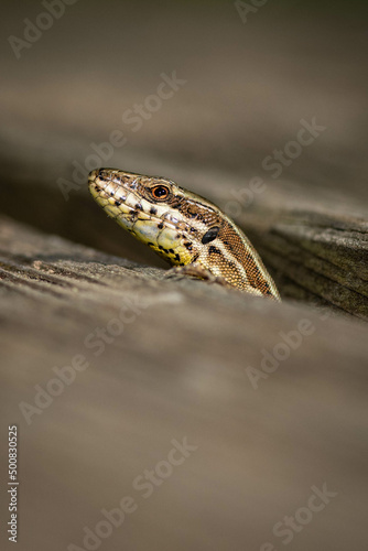 Macro lézard des murailles, reptiles macro